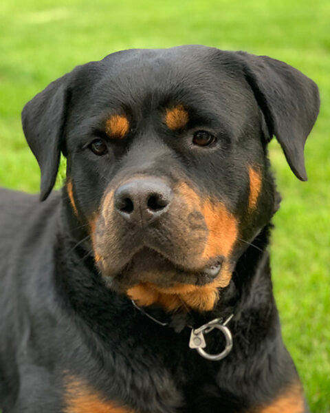 muehmel-elektro_0003_Ronja_portrait